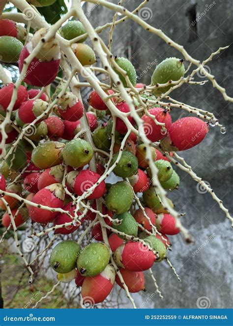 Pupunha Fruits (Bactris Gasipaes), a Peach Palm Fruit Native from Amazon Rainforest Stock Image ...