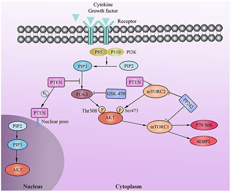 Pdk1 Inhibitor Gsk2334470 Exerts Antitumor Activity In Multiple Myeloma And Forms A Novel