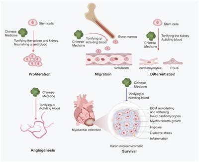 Frontiers Intervention Effects Of Traditional Chinese Medicine On