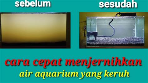 Cara Cepat Menjernih Air Aquarium Yang Keruh YouTube