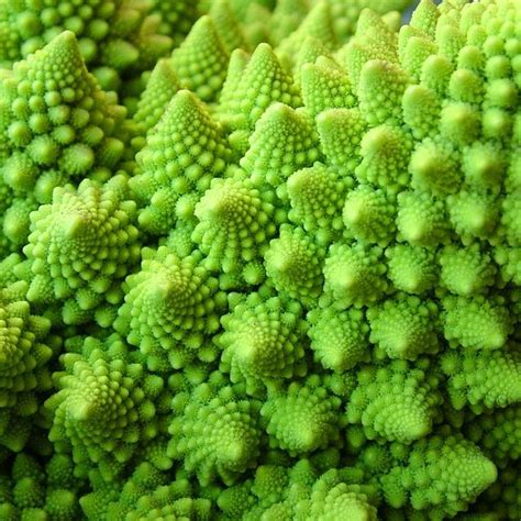 Romanesco Broccoli The Delightfully Blatant Fractal Vegetable