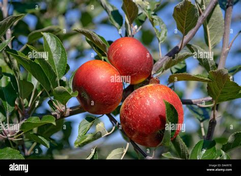 Pommier Malus Domestica Ingrid Marie Banque De Photographies Et D