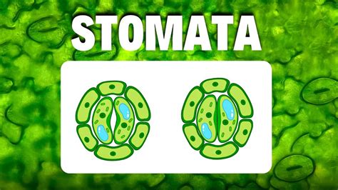 The Secret Life Of Stomata How Plants Breathe Eat Structure And