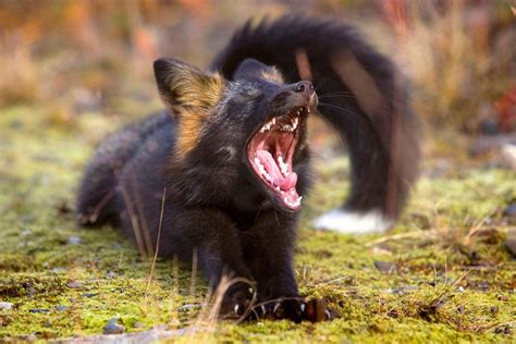 Incredible Photographs Of The Rare Silver Fox Imgur Silver Foxes