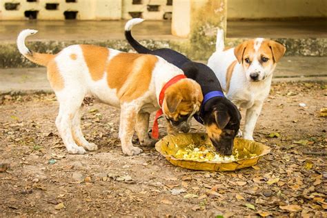 Stray Dogs Feeding Program - Tryambakam India