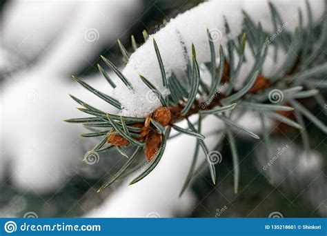 Nieve En Una Rama Del Cierre Azul De La Picea Para Arriba Imagen De