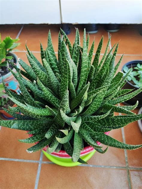 A Photo Of Gasteraloe Beguinii Aloe Aristata X Gasteria Carinata Var