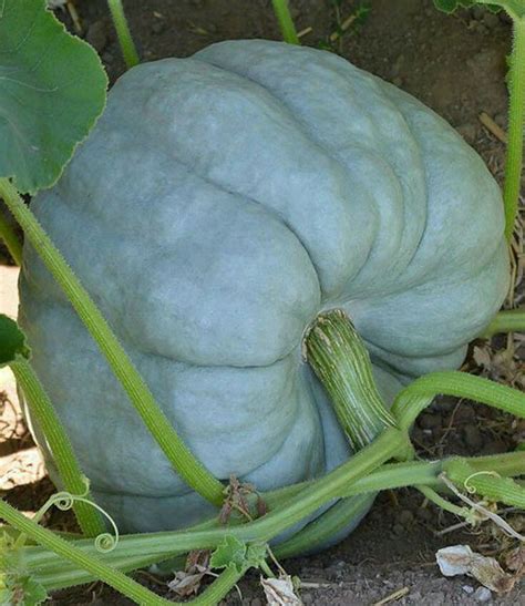 A Large Blue Pumpkin Growing In The Ground