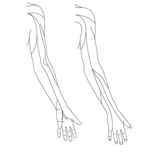 Dermatomes Shoulder And Arm Diagram Quizlet