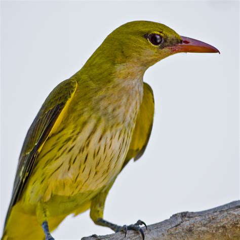 Peters Portfoliobird And Wildlife Photography Golden Oriole