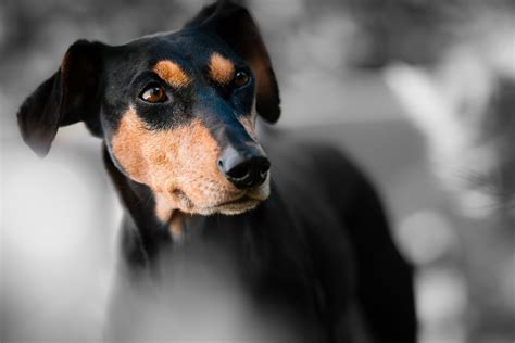 Quelle Est L Esp Rance De Vie D Un Pinscher Nain Yorkshires Fr