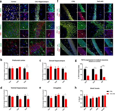 TET3 Is Present In Mature Neurons And Diminished In The Brain Of Tet3