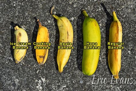 Types Of Banana Banana Types Banana Benefits Ice Cream Banana