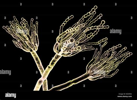 Hongos Penicillium
