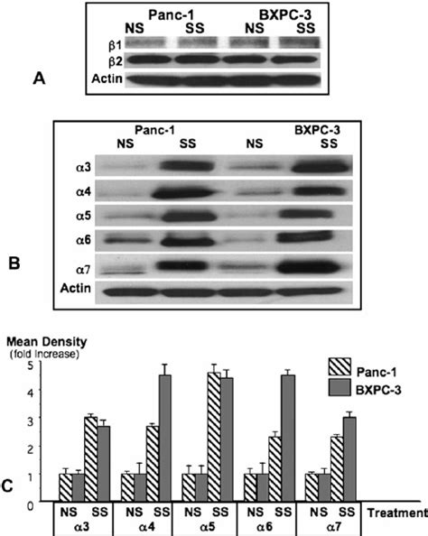 Western Blot A Showing Suppression Of Gad65 And Gad67 By Social Download Scientific Diagram