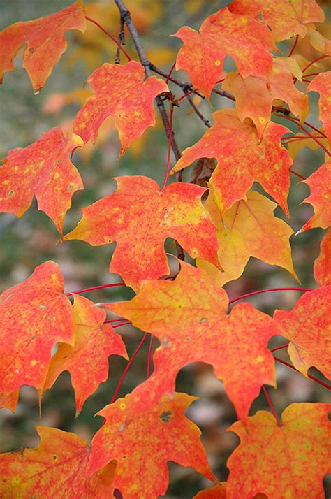 Sugar Maple Acer Saccharum In Richmond Fairfax Loudoun Prince William Fredericks Virginia Va