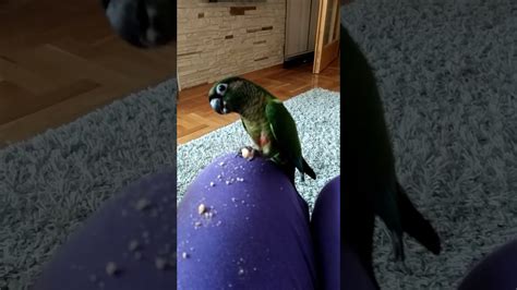 Parrot Eating Youtube