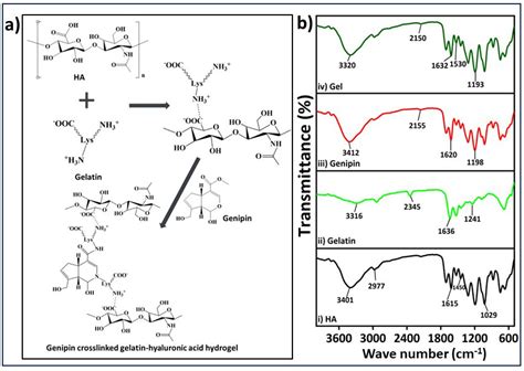 Gels Free Full Text Study On Bioresponsive Gelatin Hyaluronic Acid