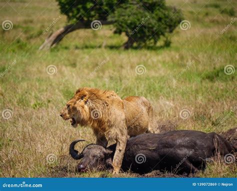 East African Lion Protecting His Cape Buffalo Prey Stock Image - Image