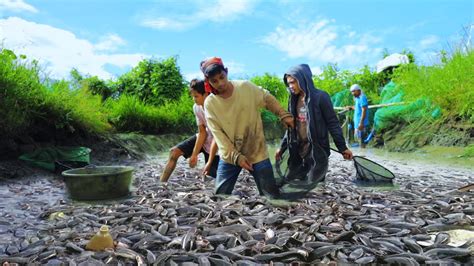 Amazing Magur Catfish Harvest Harvesting Producing Thousands Of