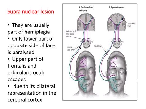 Blood Supply Nerve Supply Of Face Ppt