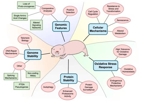 Las ratas topo lampiñas tienen el secreto para el tratamiento del