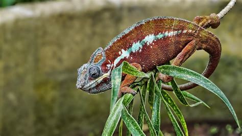 5 Fun Facts About Chameleons