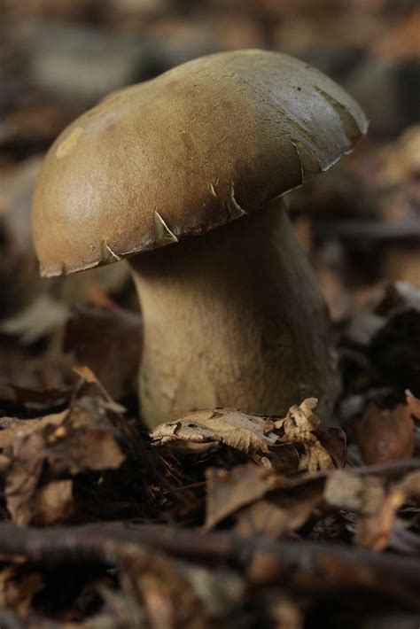 Summer Cep Boletus reticulatus Björn S Flickr