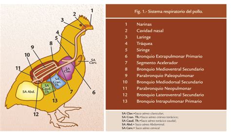 Fisiolog A Del Tracto Respiratorio De Las Aves Bm Editores