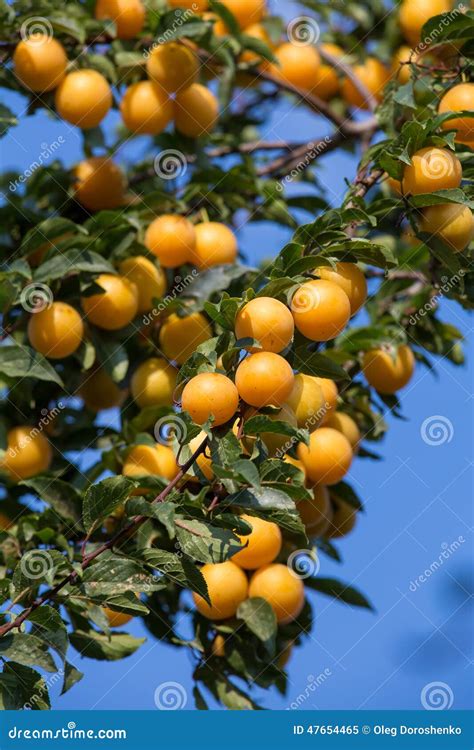 Ripe Yellow Plums On The Tree Fruit Tree Stock Image Image Of Bunch