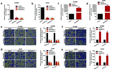 Dancr Promoted Nsclc Cells Migration And Invasion In Vitro A D