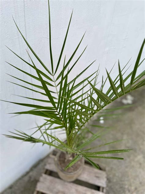 Phoenix Canariensis Daktylowiec Kanaryjski Jungle Boogie