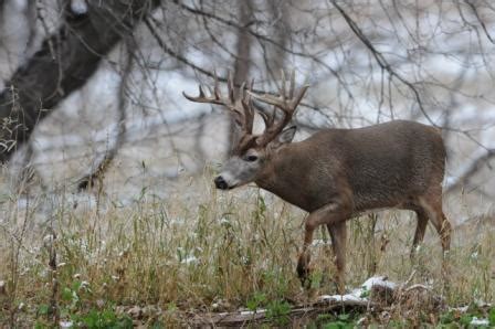 QDMA Report Hunters Shooting More Mature Bucks Across U S Big Deer