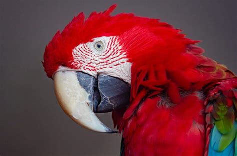 Alexandrine Parakeet Also Known As Alexander Parrot