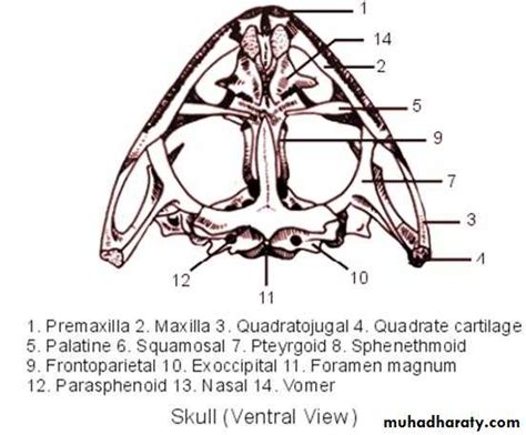 skeletal system   frog ventral view