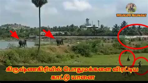 Elephants Camp In Krishnagiri கிருஷ்ணகிரி அருகே தேவசமுத்திரம் ஏரியில் 2 காட்டு யானைகள்