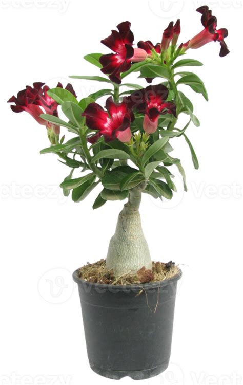 Adenium Obesum Blume Png Transparent Hintergrund 29713550 PNG