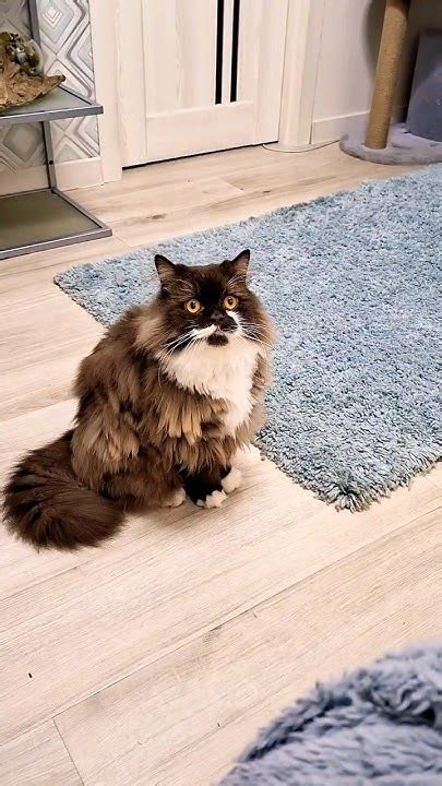 😅Ричард, шухер!😆😂#безкотаижизньнета #кот #шатландец #юмор #котик #смех ...