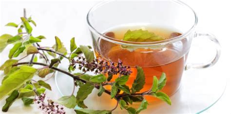 7 Most Useful Health Benefits Of Tulsi Plant