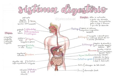 Resumo sobre Sistema digestório Biologia Estuda ENEM