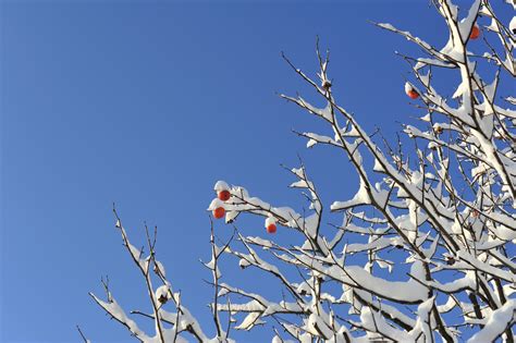 무료 이미지 자연 분기 꽃 눈 하늘 서리 봄 식물학 푸른 플로라 시즌 작은 가지 감 동결 건포도 겨울의 나무 4256x2832