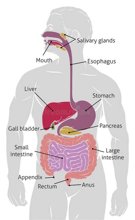 Human Digestive Gastrointestinal Tract Diagram Stock Vector