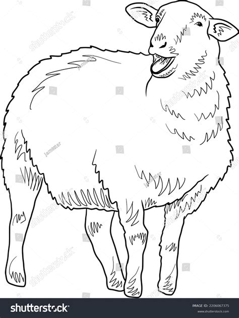 Sheep Drawing Realistic Hand Drawn Isolated Stock Vector (Royalty Free ...