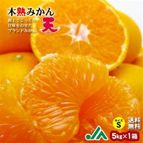 みかん 木熟みかん「天」 Sサイズ 5kg×1箱 送料無料 お歳暮にも 和歌山県紀南産 樹上完熟みかん K Ten S 1 紀州梅干し