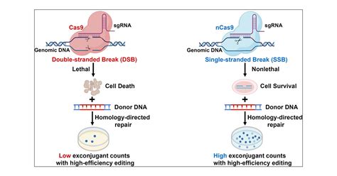 Development Of A CRISPR Cas9D10A Nickase NCas9 Mediated Genome