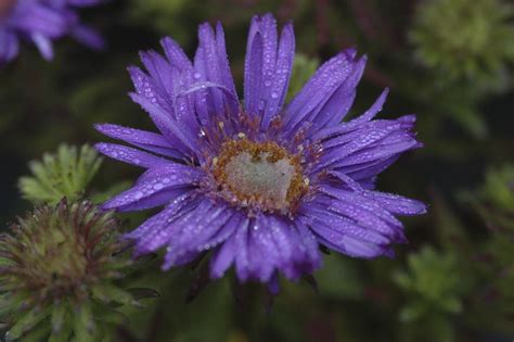 Aster Novi Belgii Purple Dome Michaelmas Daisy