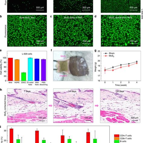 In Vitro Biocompatibility Tests Of The Polycrystalline MoS2 Monolayer