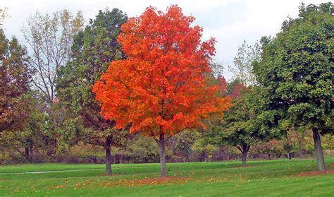 maple tree  park  stock photo public domain pictures