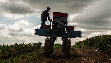 Whither Burgundy Jancis Robinson