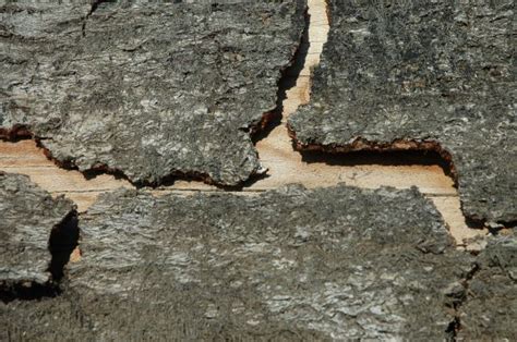 Free Images Rock Black And White Structure Wood Grain Texture